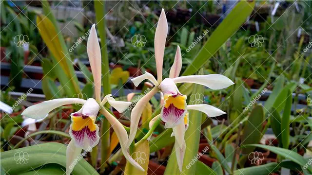 Cattleya iricolor