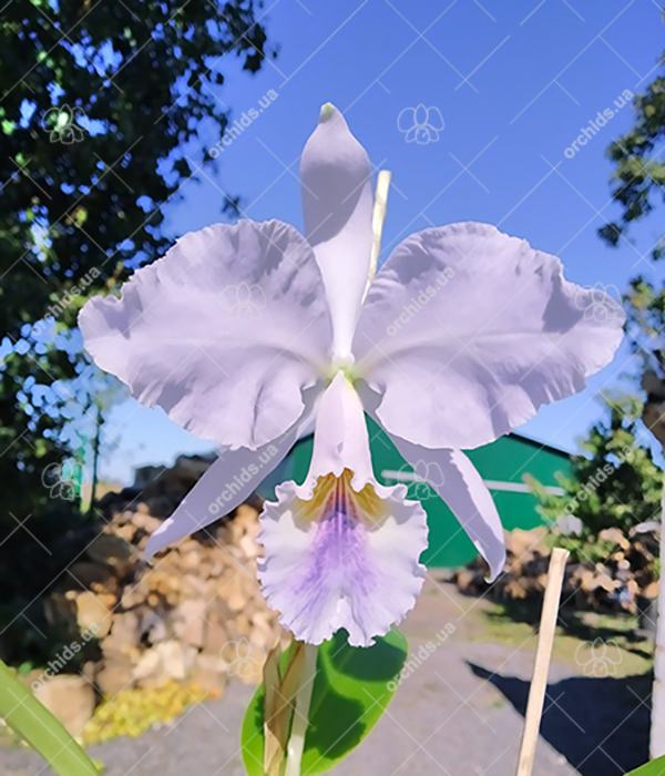 Cattleya labiata coerulea 'Bastiao' x Cattleya labiata coerulea 'Lourival'