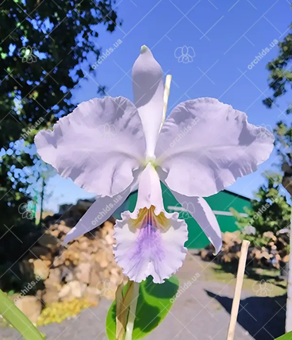 Cattleya labiata coerulea 'Bastiao' x Cattleya labiata coerulea 'Lourival'