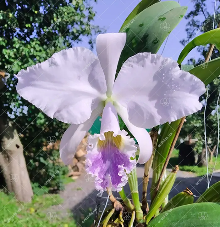 Cattleya labiata coerulea 'Cava'