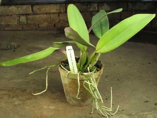 Cattleya labiata var. rubra \'Ching Hua #1\'