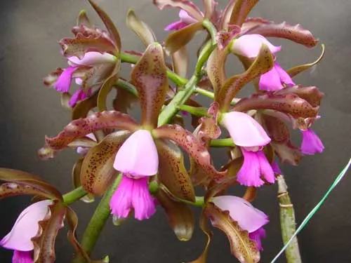 Cattleya leopoldii