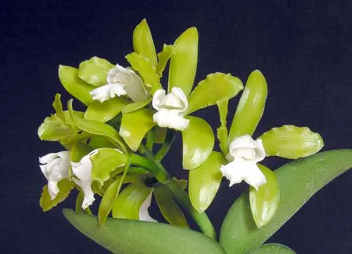 Cattleya leopoldii alba