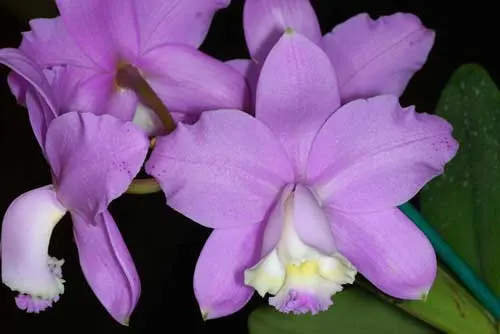 Cattleya loddigesii