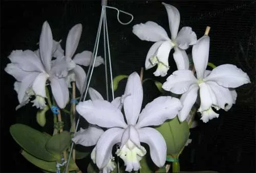 Cattleya loddigesii coerulensis x sib