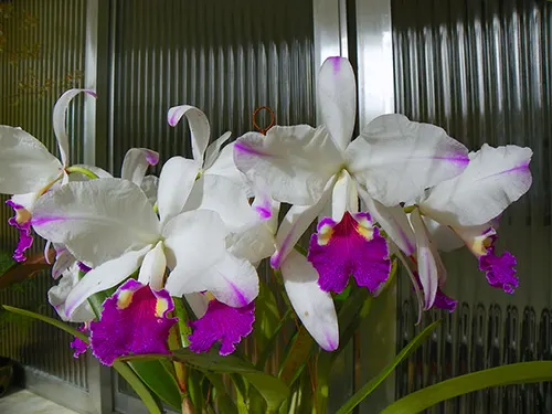 Cattleya lueddemanniana semi-alba 'Stanley'
