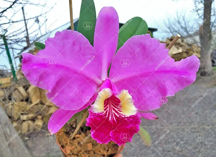 Cattleya lueddemanniana tipo 'Royal Flash' x Cattleya lueddemanniana tipo 'Drago'
