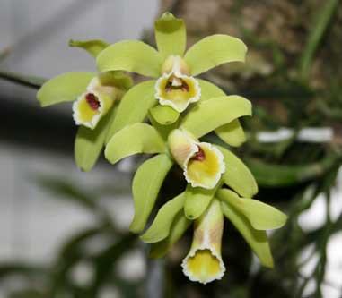 Cattleya luteola