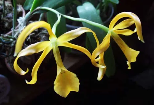 Cattleya luteos forbesii x Brassavola cucullata