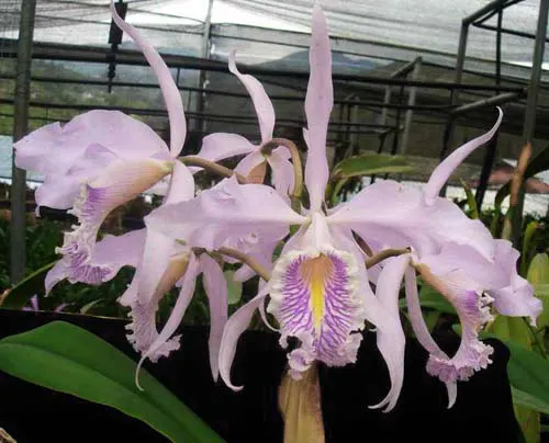 Cattleya maxima tall
