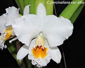 Cattleya percivaliana alba