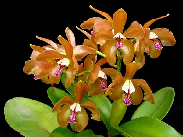 Cattleya porphyroglossa