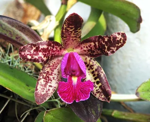 Cattleya schilleriana x Cattleya aclandiae