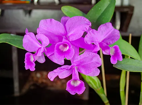 Cattleya skinneri
