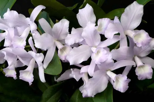 Cattleya skinnery coerulescens