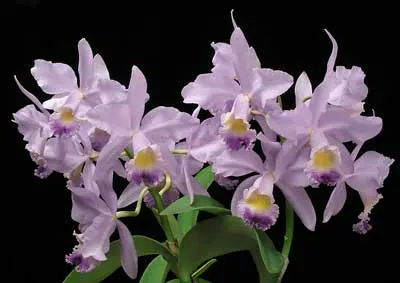 Cattleya Valentine (C. loddigesii x C. warneri)