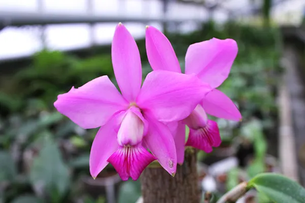 Cattleya walkeriana