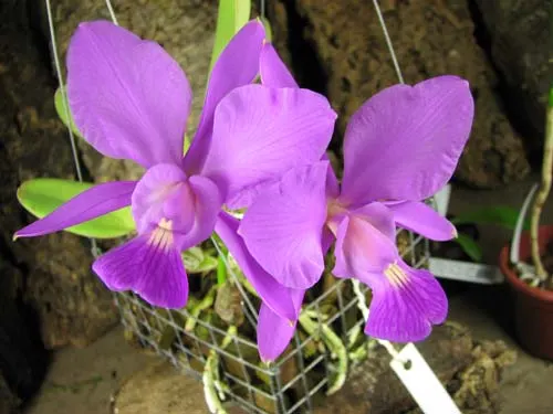 Cattleya walkeriana var. princeps