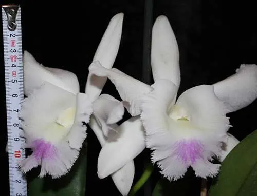 Cattleya walkeriana x Cattleya dolosa alba