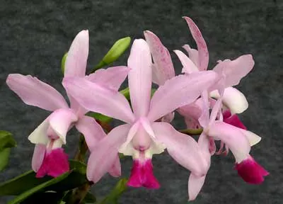 Cattleya Walkerinter