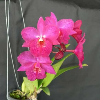 Cattleytonia Jamaica Red