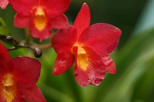 Cattleytonia Why Not 'R'