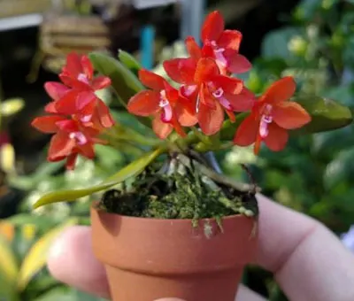 Ceratocentron fesselii x Tuberolabium kotoense (pot)