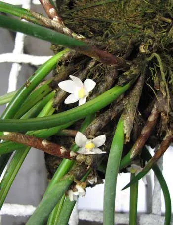 Ceratostylis incognita