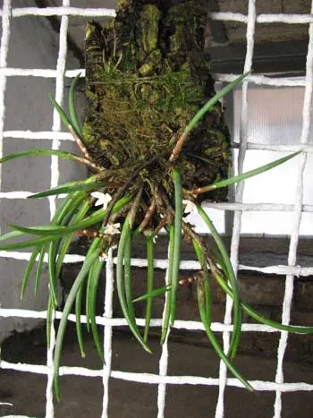 Ceratostylis incognita