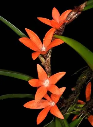 Ceratostylis retisquama