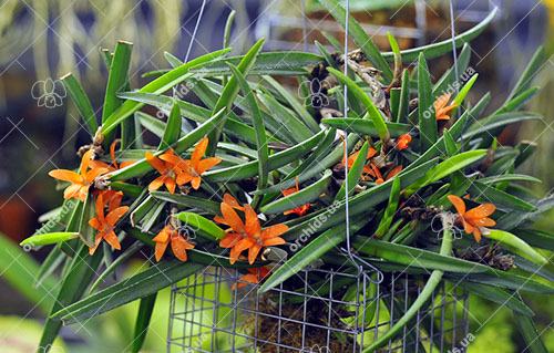 Ceratostylis rubra