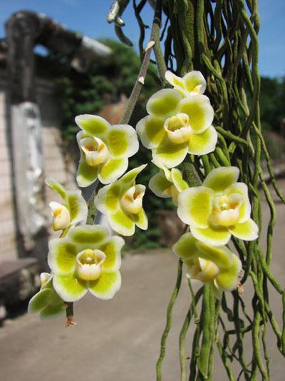 Chiloschista usneoides