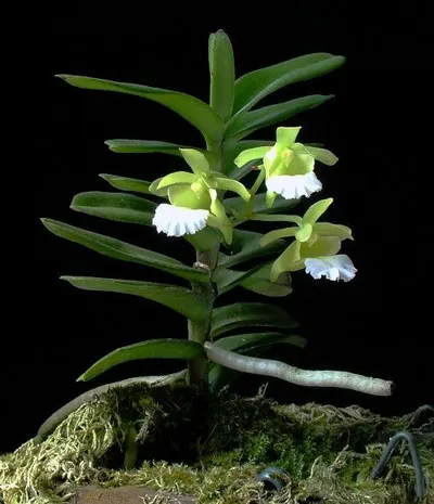 Christensonia vietnamica