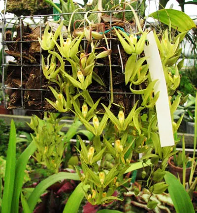 Cirrhaea loddigesii