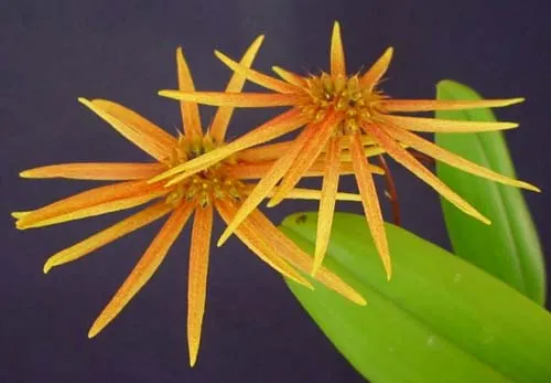 Cirrhopetalum brevibrachiatum