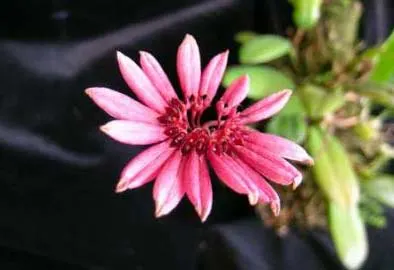 Cirrhopetalum cumingii