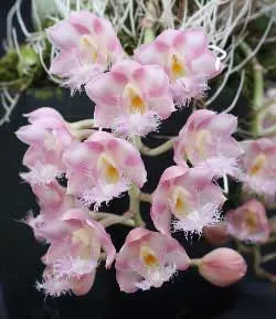 Clowesia Jumbo Grace 'Jumbo Orchids'