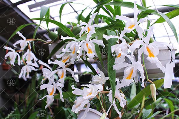 Coelogyne cristata