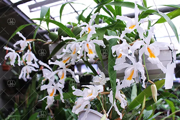 Coelogyne cristata