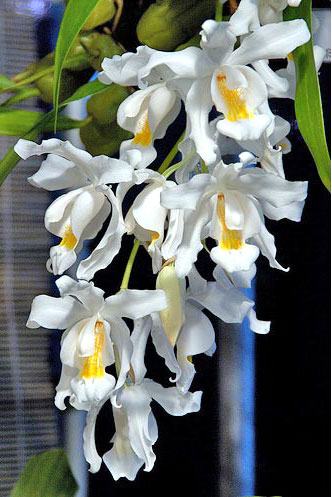 Coelogyne cristata