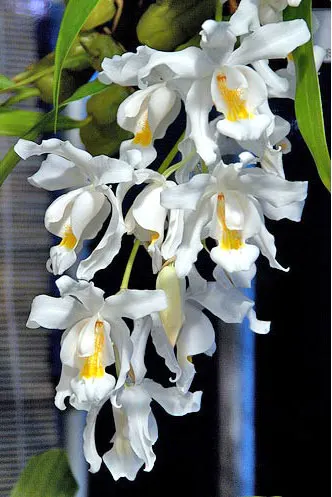 Coelogyne cristata