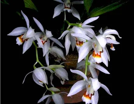 Coelogyne sparsa