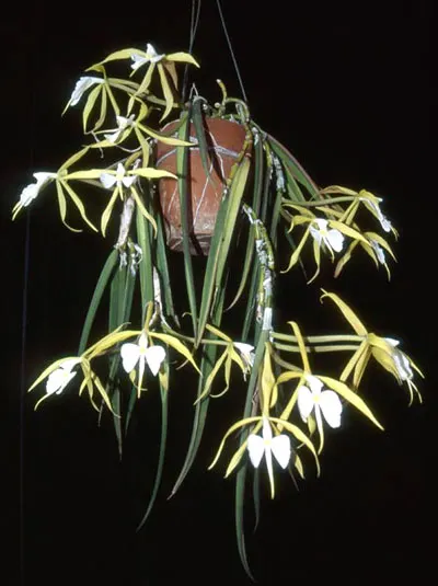 Coilostylis parkinsonianum