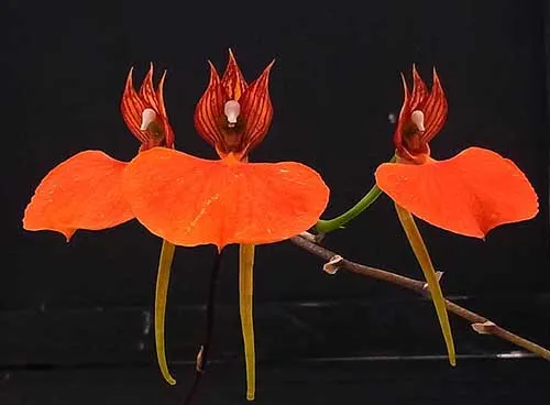 Comparettia speciosa