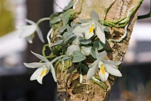 Constantia cipoensis