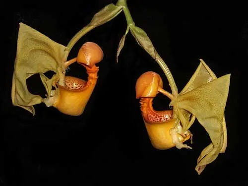Coryanthes macrantha