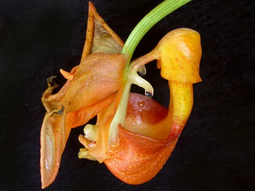 Coryanthes speciosa