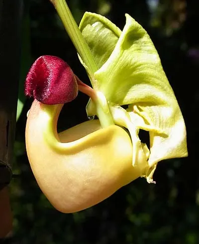 Coryanthes verrucolineata