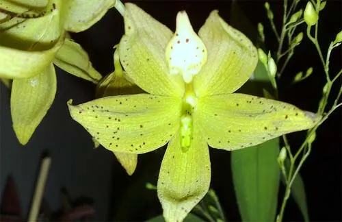 Cycnoches (hagii x barthiorum)