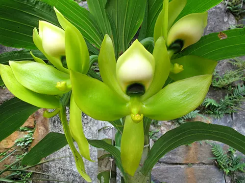 Cycnoches chlorochilon